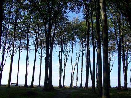 Nienhagen - Blick aus dem Gespensterwald