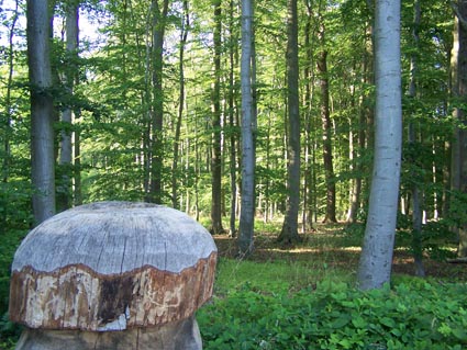 Nienhagen - Wald