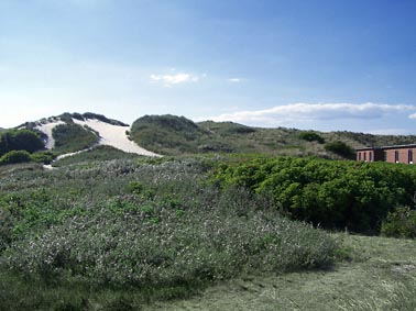 Amrum