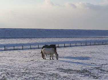 Kollmar Pferde im Winter am Deich