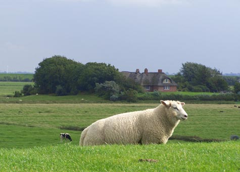 Schleswig Holstein - Deiche und
                                  Schafe